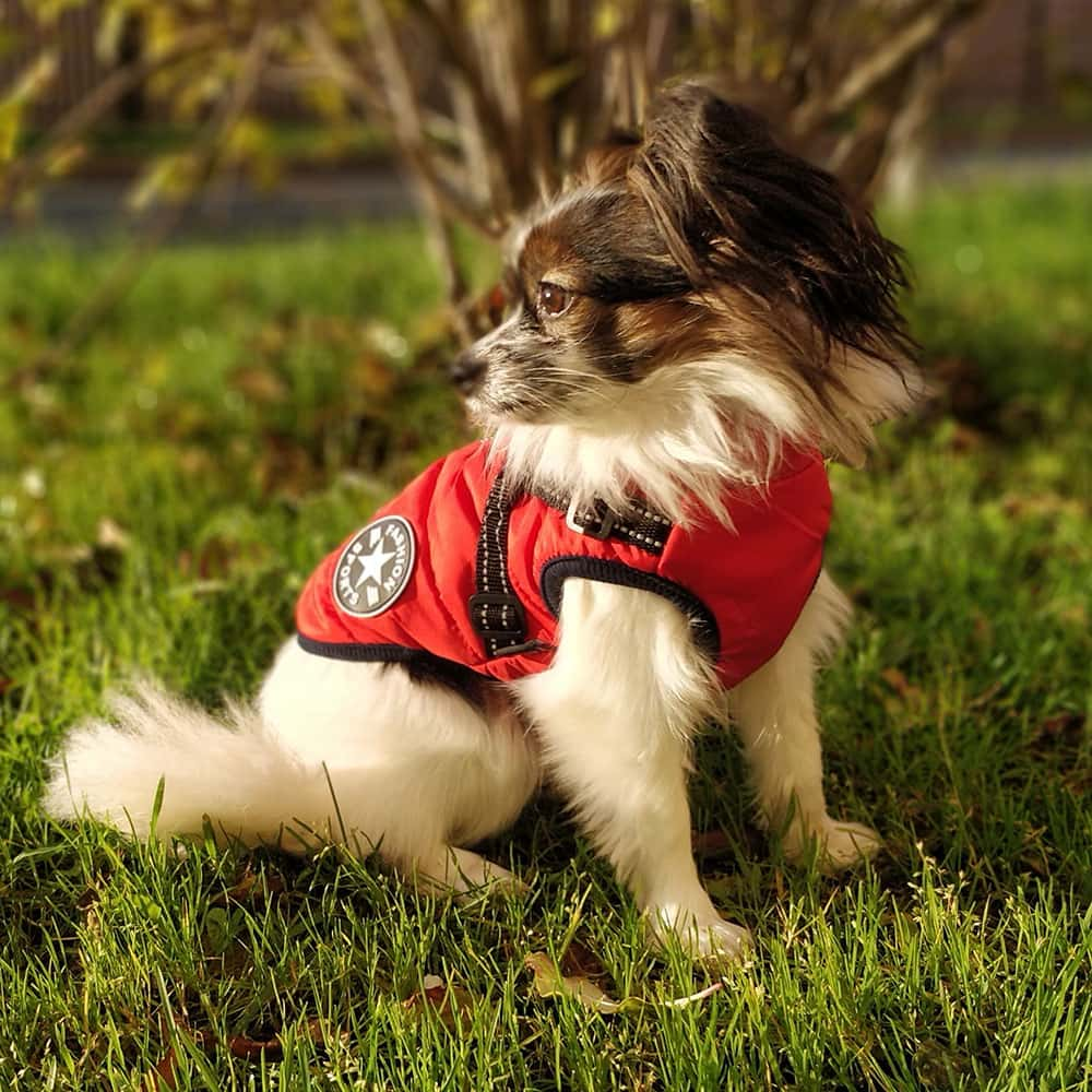 Waterproof Winter Dog Jacket with Built-in Harness