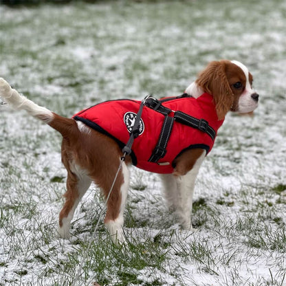 Waterproof Winter Dog Jacket with Built-in Harness